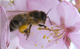 Una petizione al Parlamento Europeo per mettere al bando i pesticidi che uccidono le api